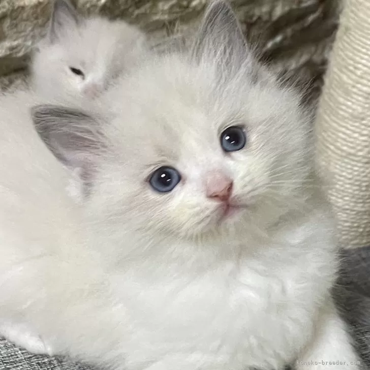 ID：2312-01862の子猫