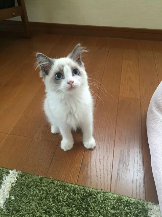 ID：1707-00680の子猫