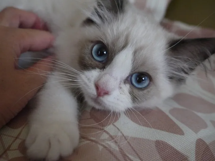 ID：1407-00328の子猫