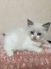 ラグドール【群馬県・男の子・2016年8月12日・】の写真1