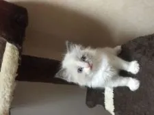 ラグドール【群馬県・男の子・2016年4月25日・シールポイントバイカラー】の写真1