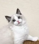 ラグドール【群馬県・男の子・2019年9月22日・ブルーポイントバイカラー】の写真1