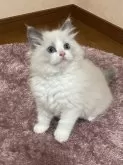 ラグドール【群馬県・男の子・2024年2月28日・ブルーポイントバイカー】の写真2