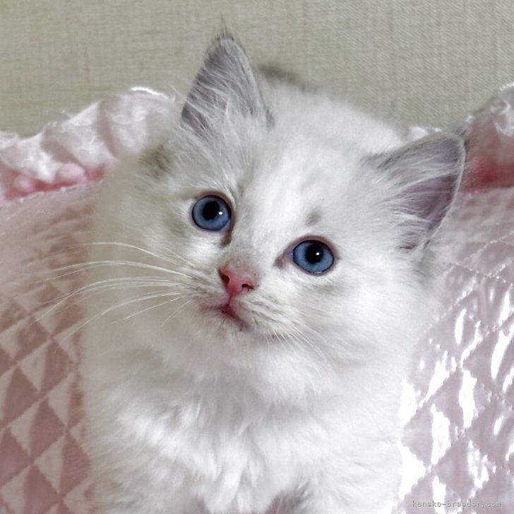 ラグドール イン 花畑」 猫、絵画