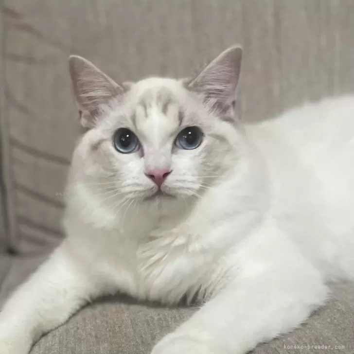 ID：2508-00185の子猫