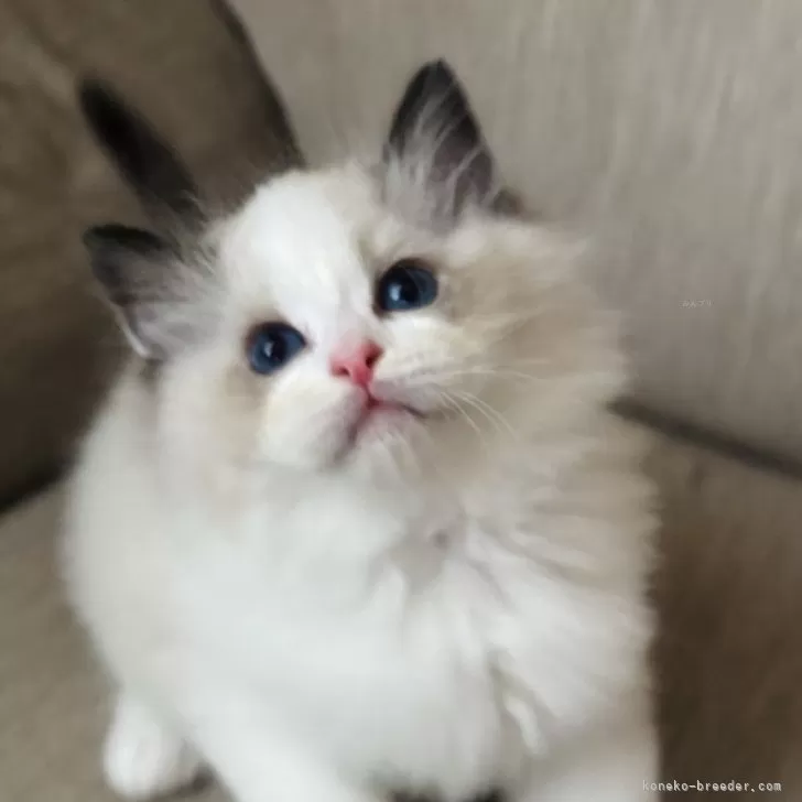 ID：2606-00694の子猫