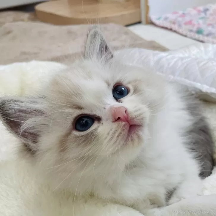 ID:2412-02321の子猫