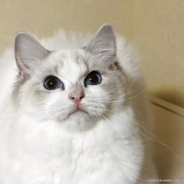 ラグドール【群馬県・女の子・2025年4月16日・ブルーリンクスポイントバイカラー】の写真1