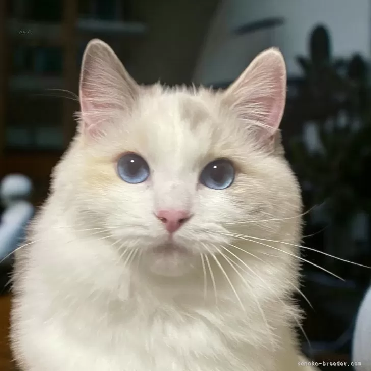 ID:2412-02086の子猫