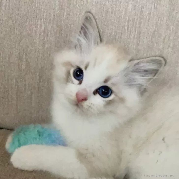 ID:2501-02054の子猫