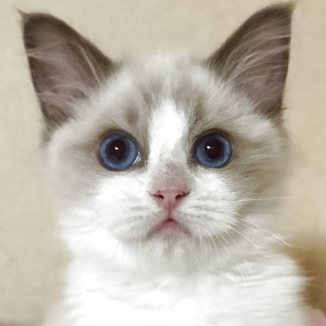 ラグドール【群馬県・男の子・2025年6月1日・ブルーポイントバイカラー】の写真「大きな目で可愛い子です！」
