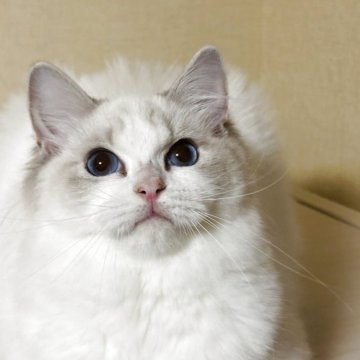 ラグドール【群馬県・女の子・2025年4月16日・ブルーリンクスポイントバイカラー】の写真「ラグドール専門キャッテリーの美しい女の子！」