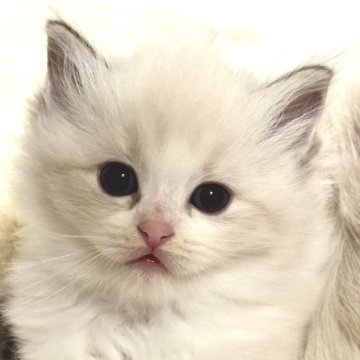 ラグドール【群馬県・女の子・2025年10月3日・ブルーリンクスポイントバイカラー】の写真「可愛い女の子！パパ外産国内最高峰タイトル取得」