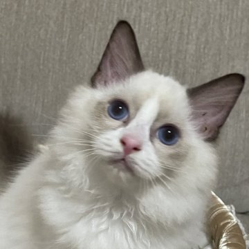 ラグドール【群馬県・男の子・2025年4月11日・シールポイントバイカラー】の写真「甘えん坊です！去勢手術済み😊」