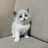 ラグドール【群馬県・男の子・2025年10月26日・ブルーポイントバイカラー】の写真4