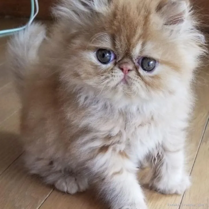 ID:2209-00264の子猫