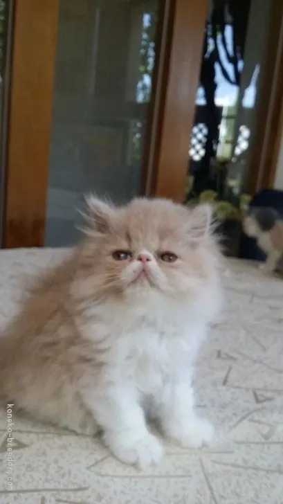 ID：1807-01569の子猫