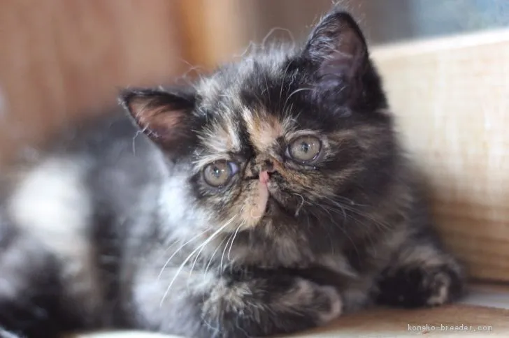 ぴょん 様のお迎えした子猫