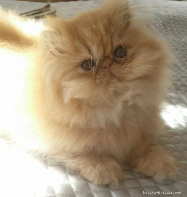 sunrise 様のお迎えした子猫