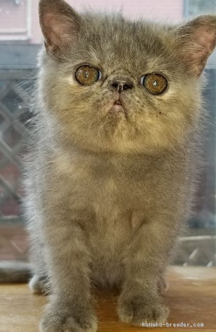 エキゾチックショートヘア 北海道 女の子 年5月日 ブルークリーム おっとりとした優しい性格です みんなの子猫ブリーダー 子猫id 07 007