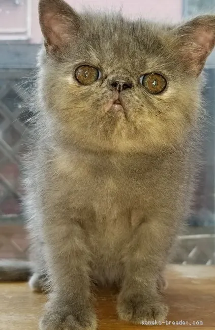 ID:2007-00788の子猫