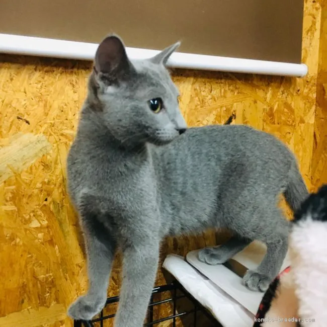 ID:1911-00402の子猫