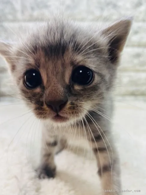 ID:2106-01298の子猫