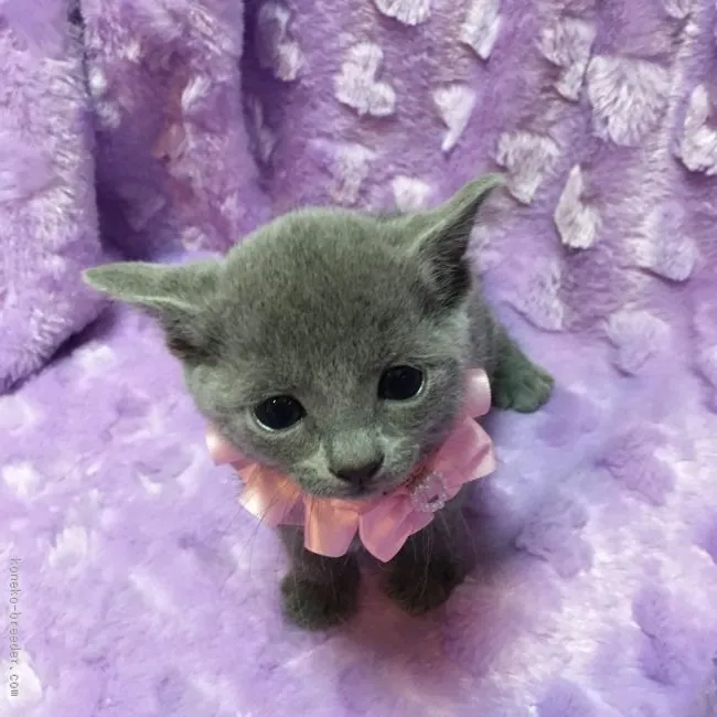 ID:1602-00436の子猫