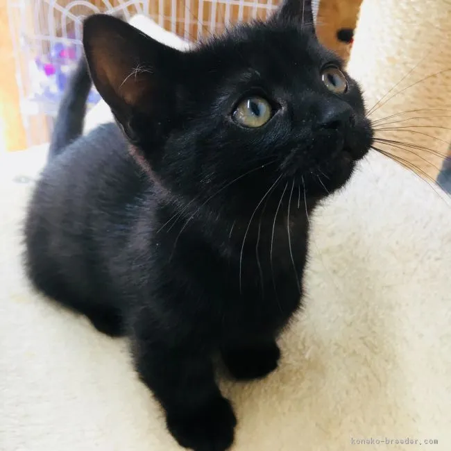 ID:1805-01048の子猫