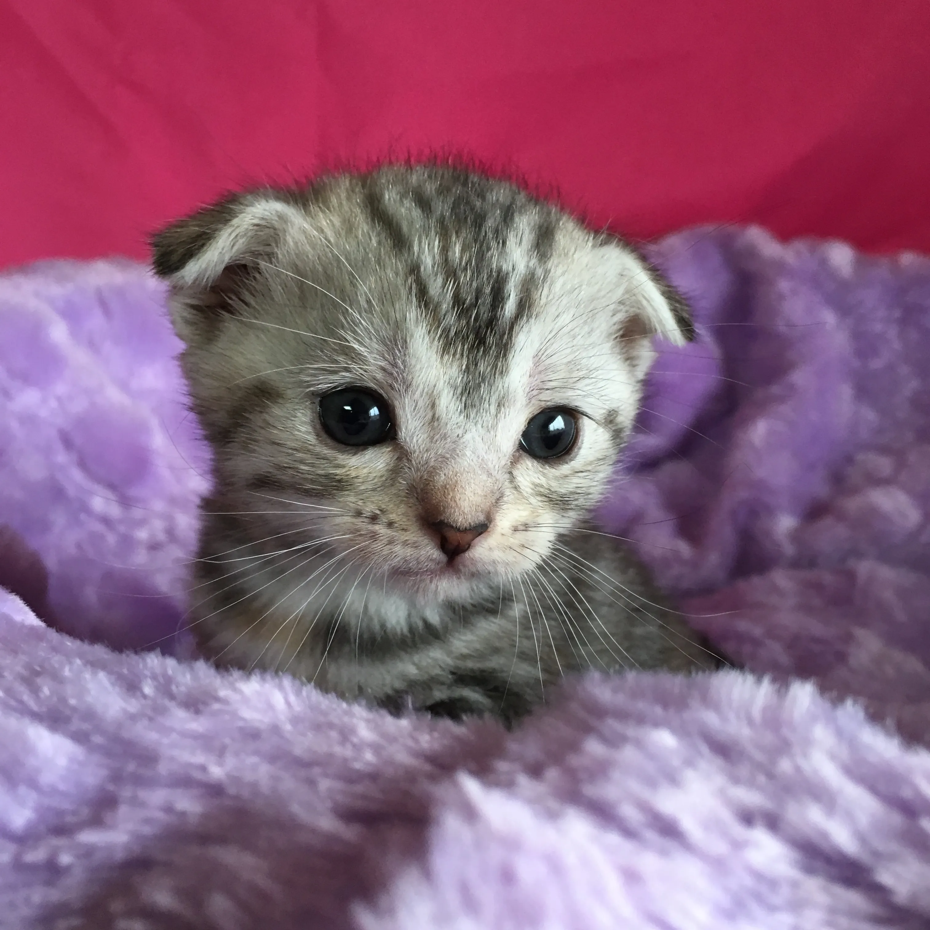 ID:1604-00093の子猫