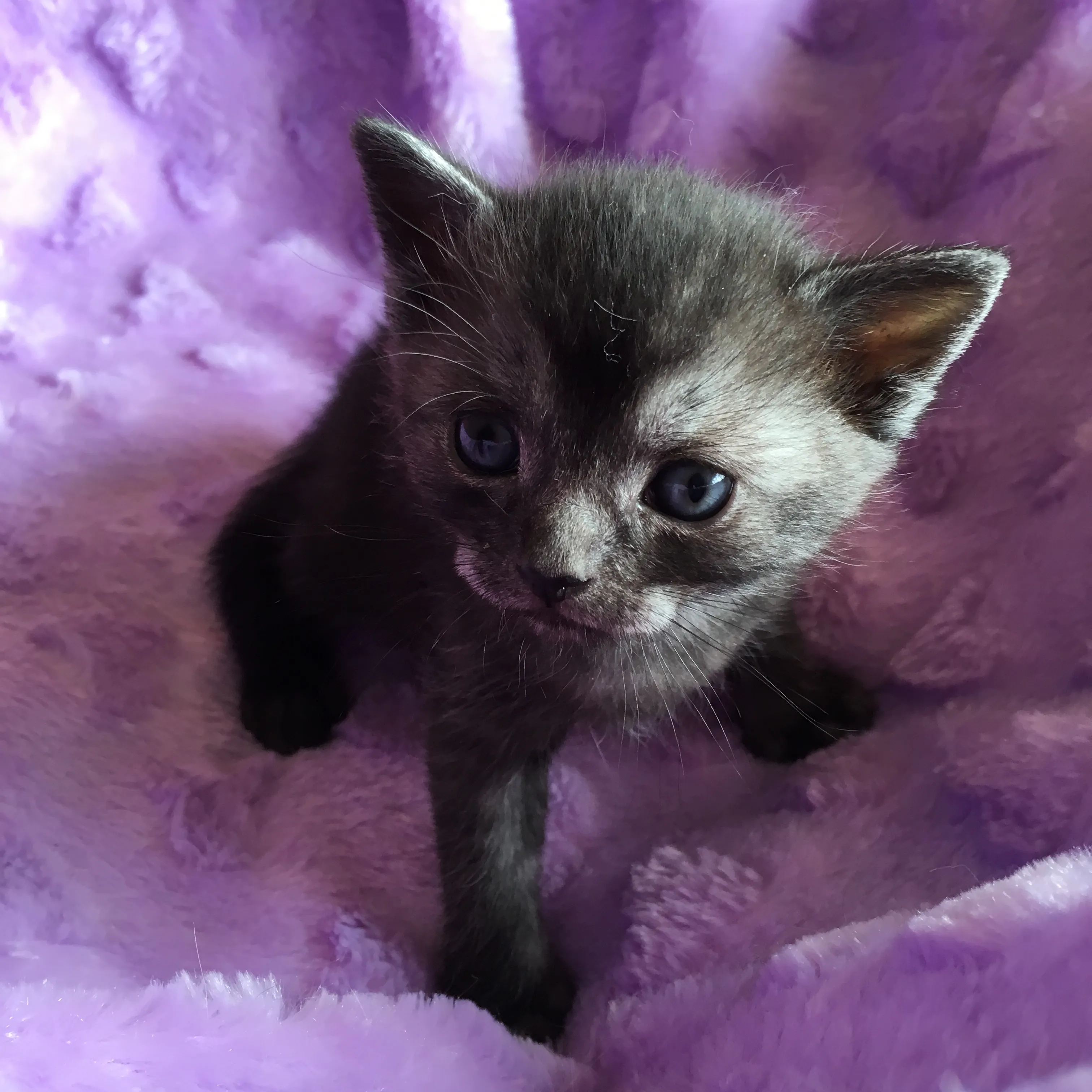ID:1604-00092の子猫