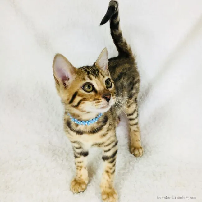 ID:1710-00579の子猫