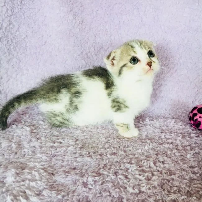ID:1804-00261の子猫