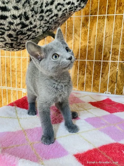 EARTH 様のお迎えした子猫