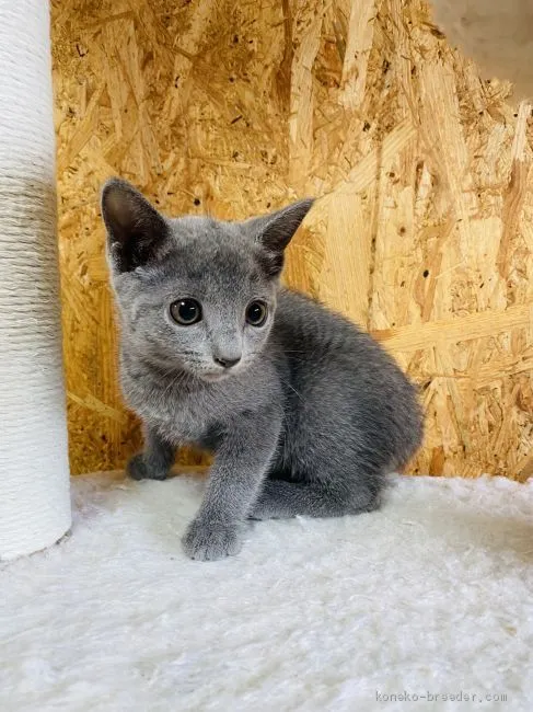 arii 様のお迎えした子猫