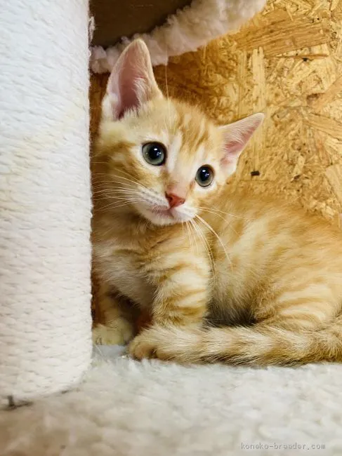 ID：2012-00504の子猫