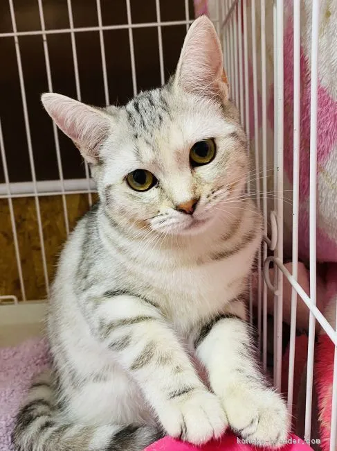 スコティッシュフォールド(立ち耳)【茨城県・女の子・2019年9月13日・シルバーパッチドタビー】の写真1