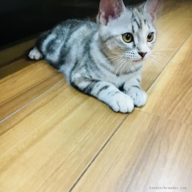 ID：1811-01595の子猫