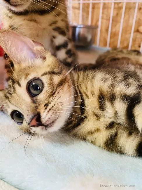 ID：2009-00222の子猫