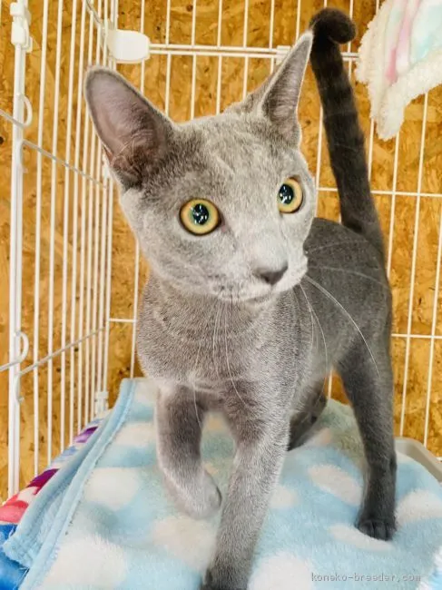 たいち 様のお迎えした子猫