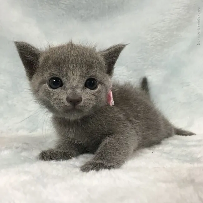 ID：1708-00814の子猫
