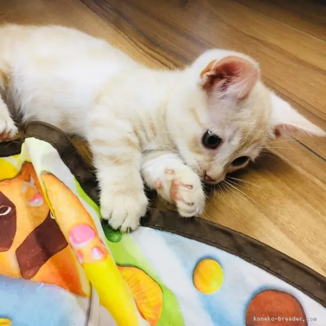 ID：1812-01082の子猫