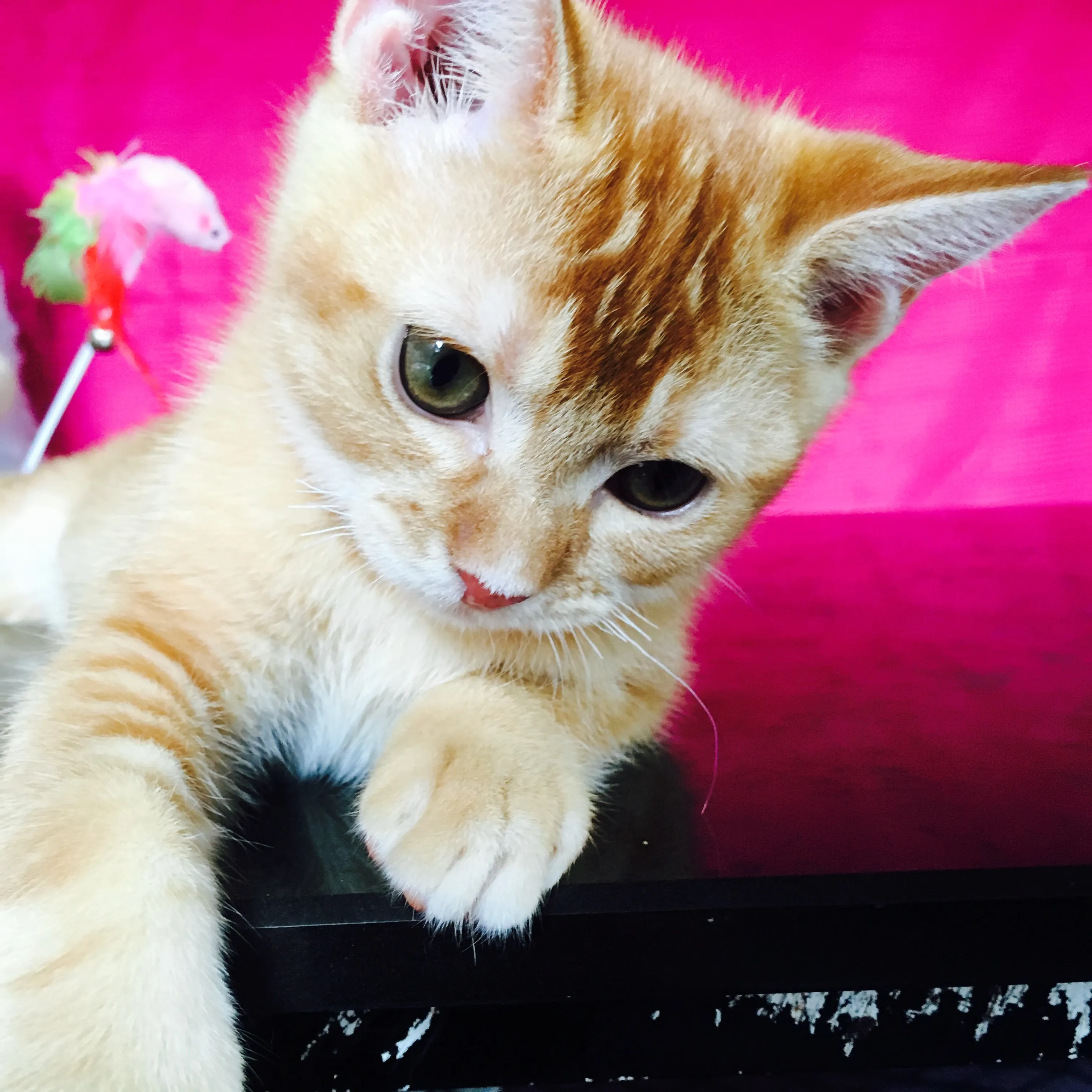 ID:1604-00091の子猫