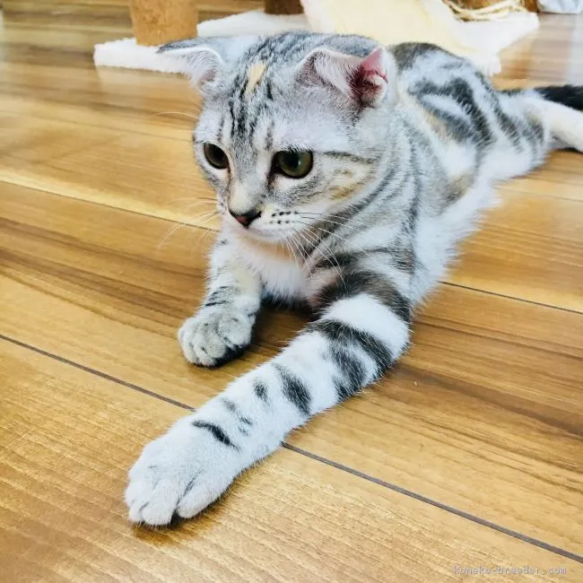 よういち 様のお迎えした子猫