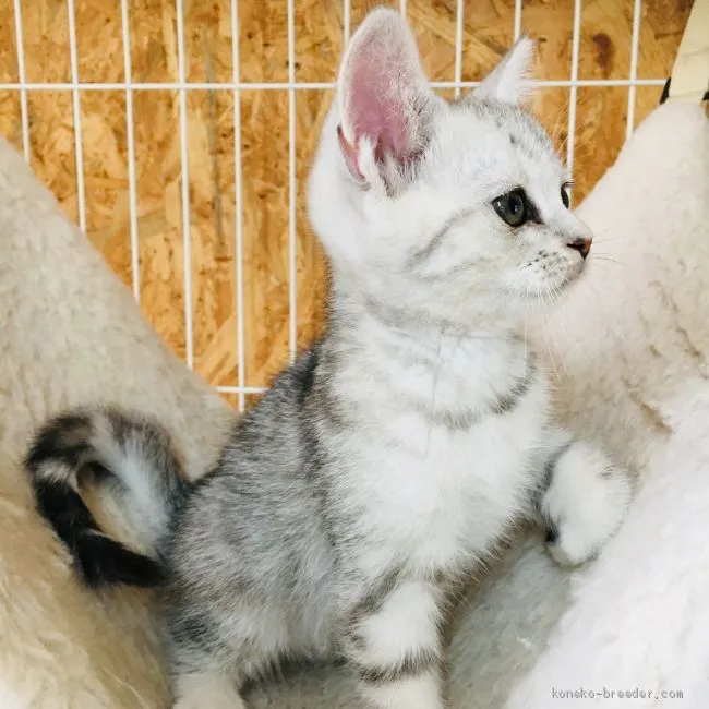 ID：1904-00889の子猫