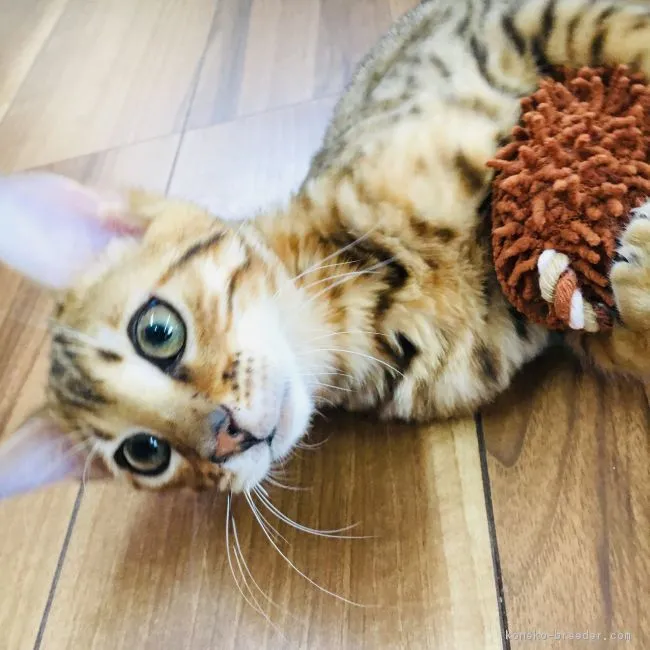 ID:1809-01412の子猫