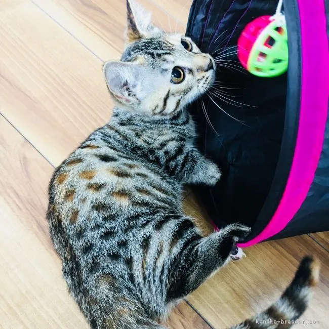 ID：1804-00591の子猫