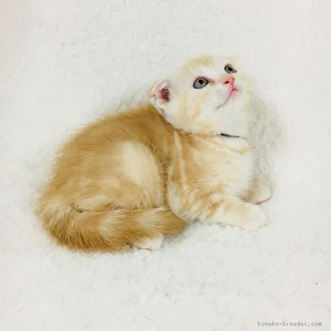 ID:1712-00675の子猫