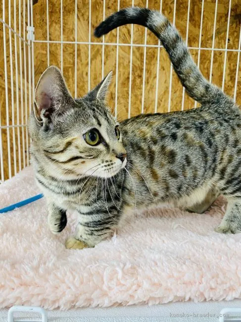 ID:1911-01733の子猫