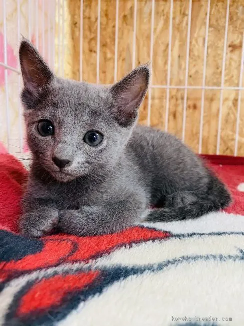 ポン 様のお迎えした子猫